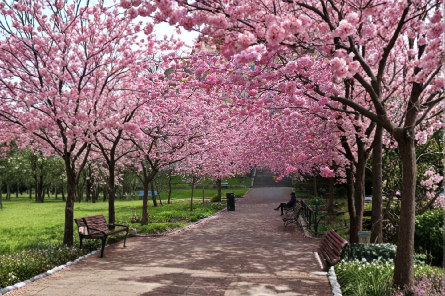 Cherry Blossom Tree Seeds 20 Pack Ornamental Flower Tree Seeds USA Seller Combined Shipping