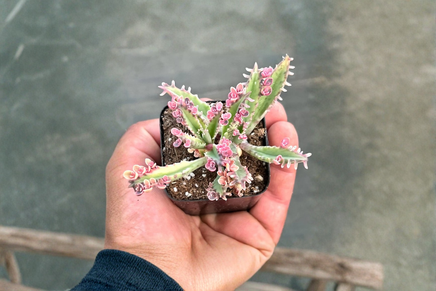 Kalanchoe Pink Butterflies Live Plant Rare Succulent Indoor Starter Houseplant Gift