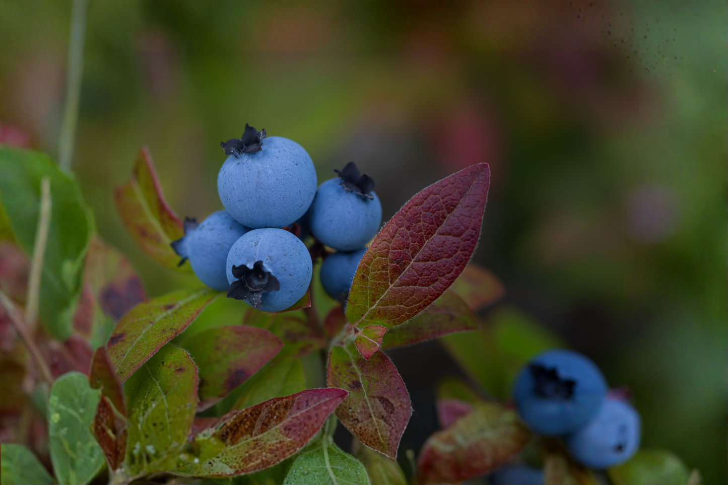Powder Blue Blueberry Live Plant 2 Year Old 18-24 Inch Tall in 1 Gallon Pot Vaccinium Ashei Fruit Shrub