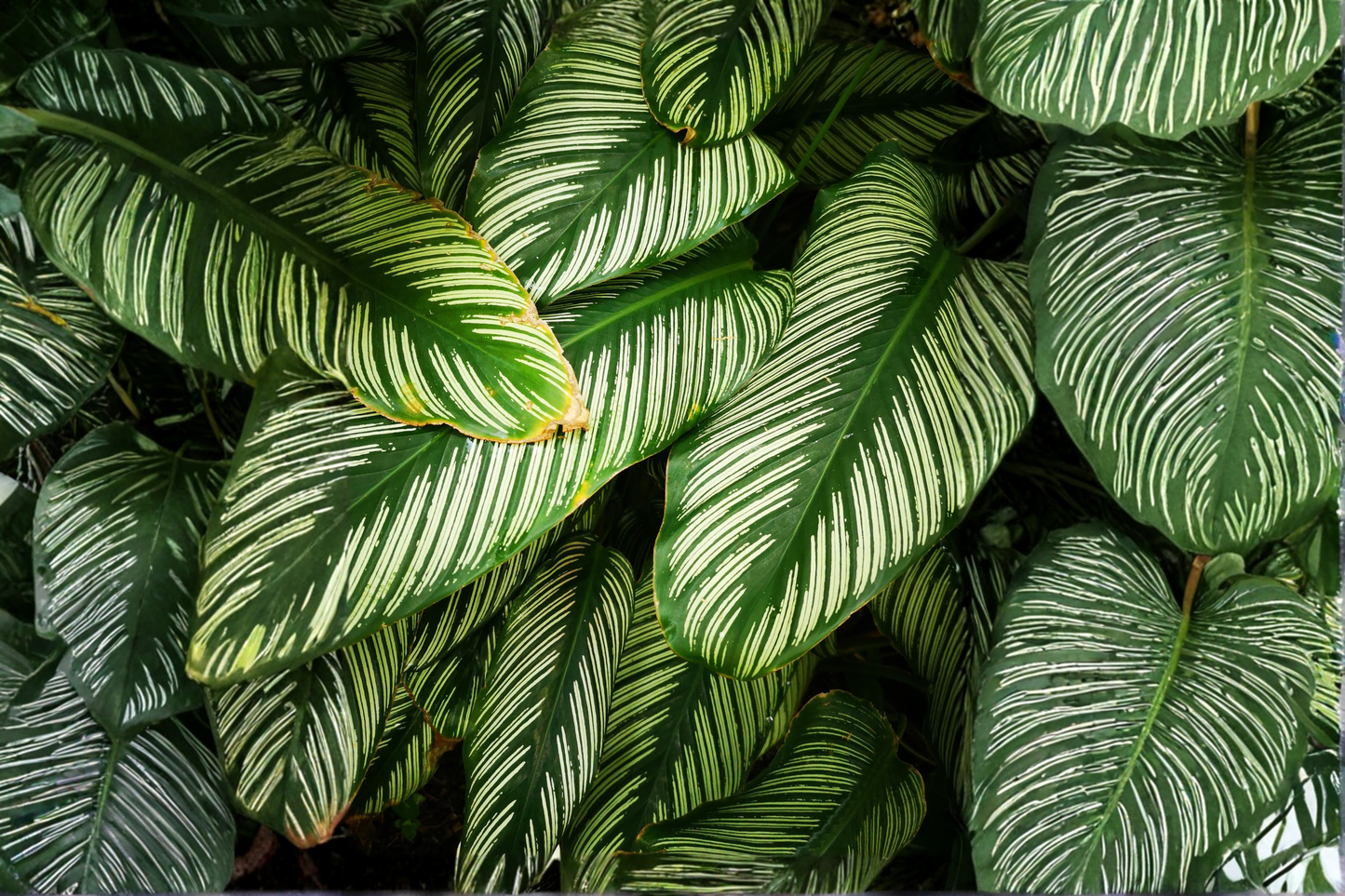 Calathea Vittata Live Houseplant in 4-Inch Pot – Pinstripe Prayer Plant (Goeppertia elliptica 'Vittata')