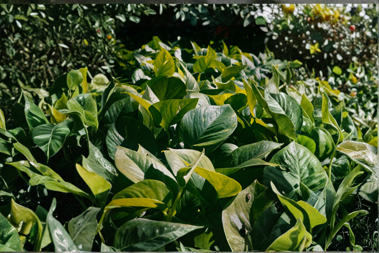 Jade Pothos Live Plant in 4-Inch Pot โ Epipremnum aureum