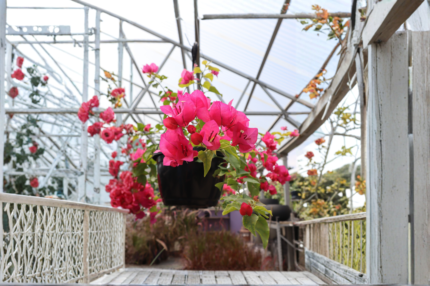 Rijnstar Pink Bougainvillea Live Starter Plant in Container