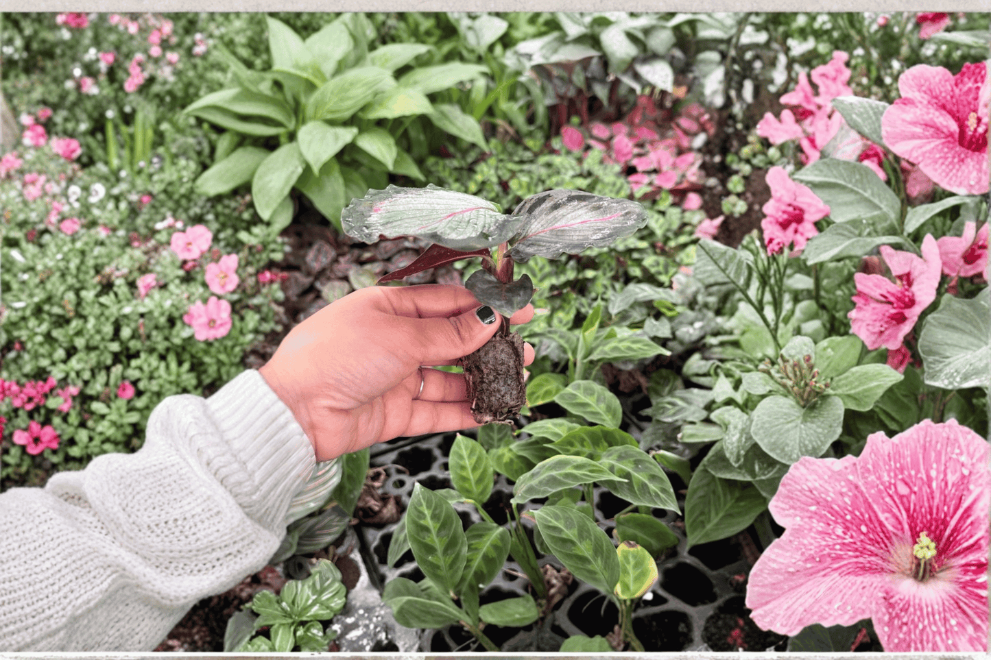 2 Calathea 'Northern Lights' Live Starter Plants – Rooted Bare Root in Soil Pod