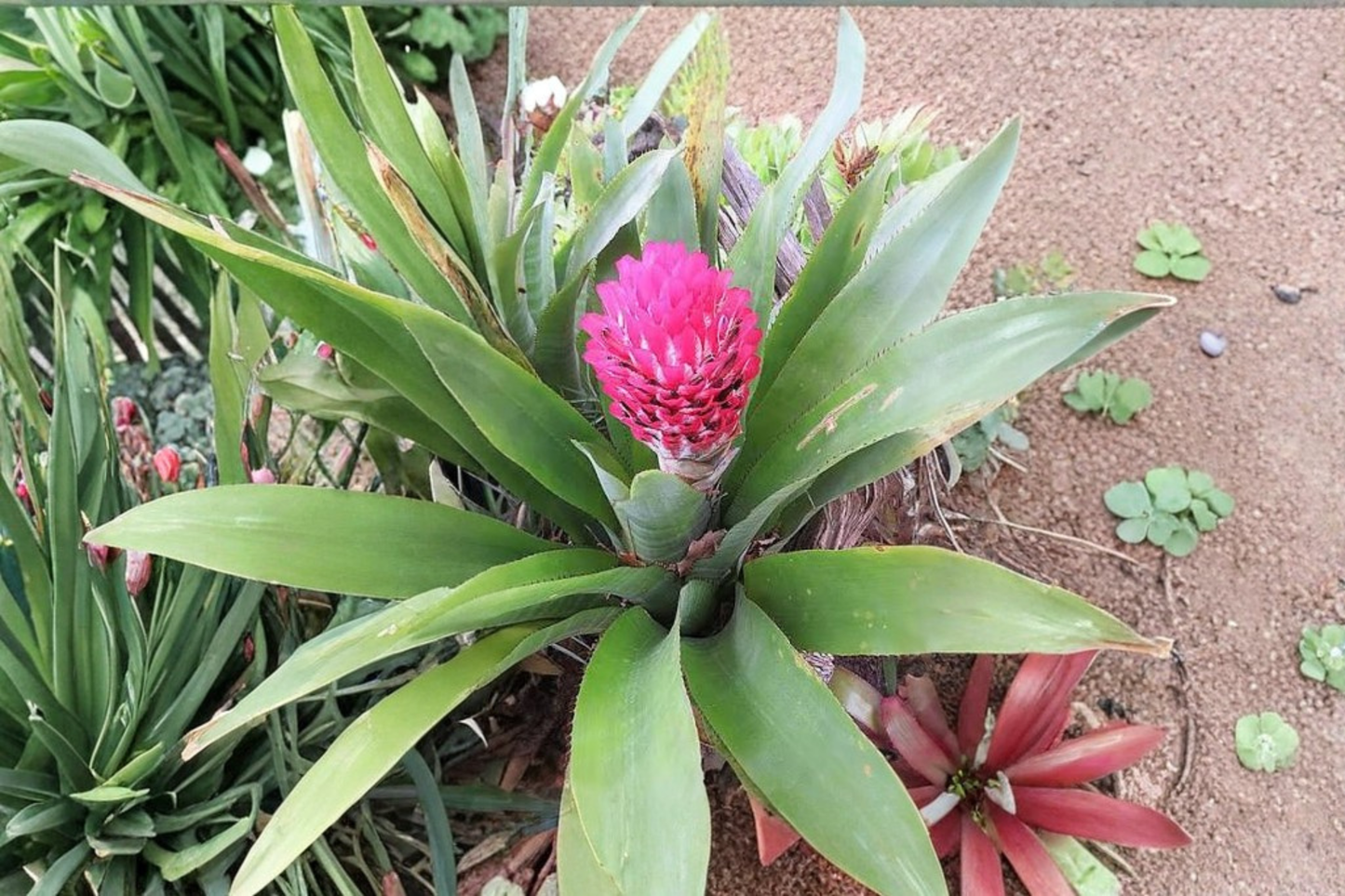 Lot of 3 Bromeliad Quesnelia testudo ‘Winter Torch’ Live Pink Plants – Easy Care Tropical Bromeliads