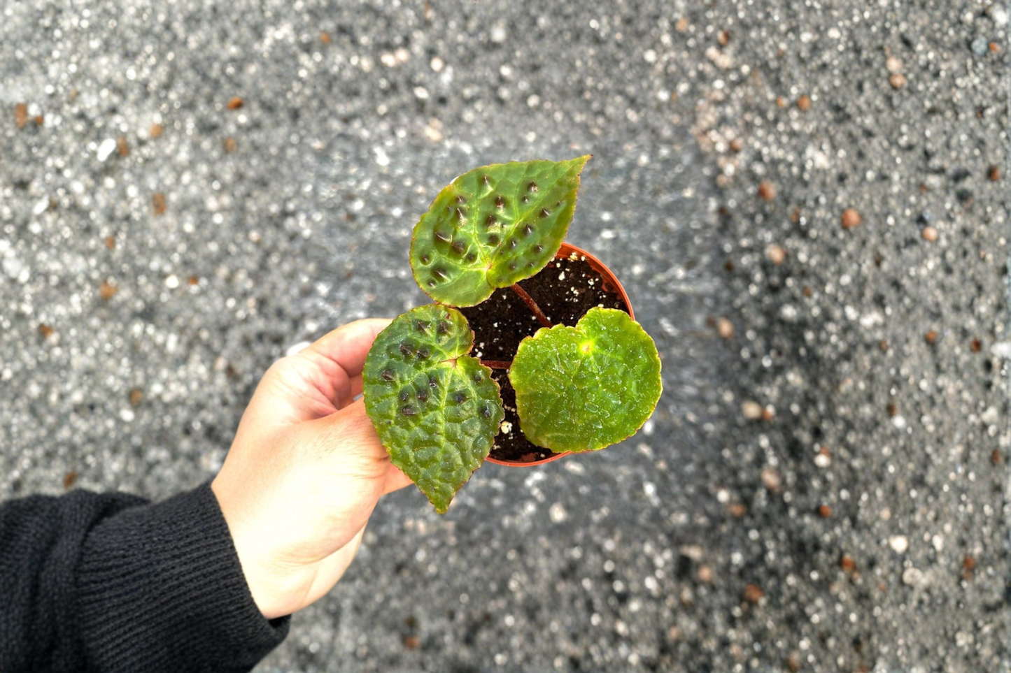 Begonia Ferox Live Plant Spiked Begonia Tropical Houseplant Rooted Starter Plant Indoor Decor Gift