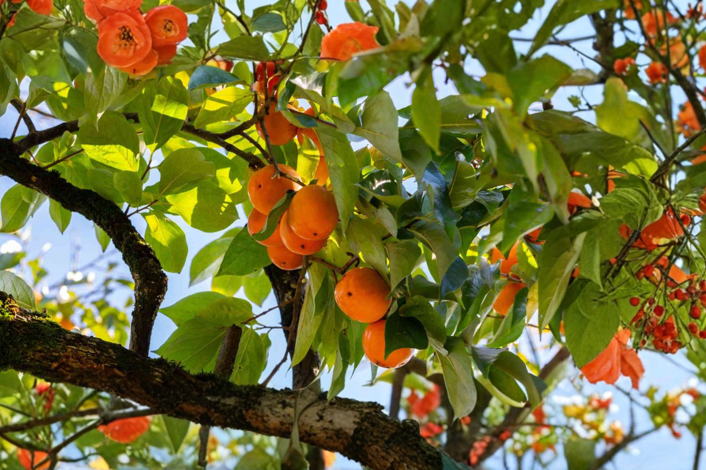 Eureka Persimmon Tree Live Plant 4–6 ft – Sweet Fruit Tree for Home Garden, Outdoor Landscape Tree, Easy to Grow Persimmon