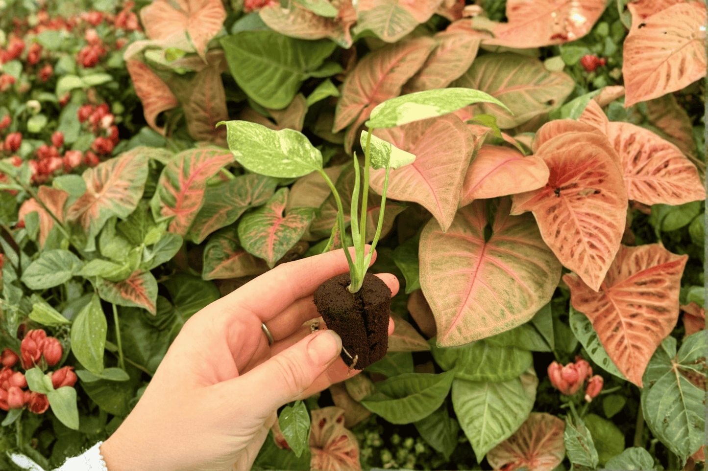 Monstera ‘Legacy’ 2 Exact Live Starter Plants – Monstera deliciosa