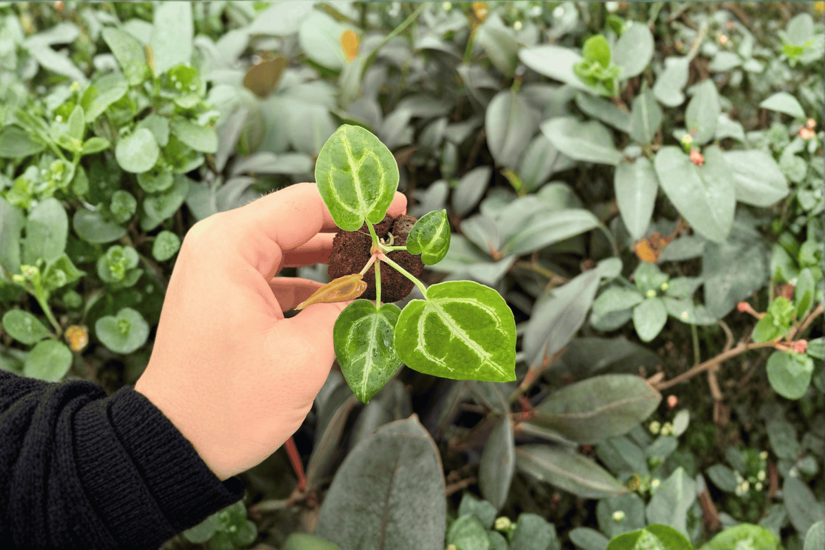 Anthurium Crystal x Dorayaki 2 Exact Live Starter Plants – Plant Plugs