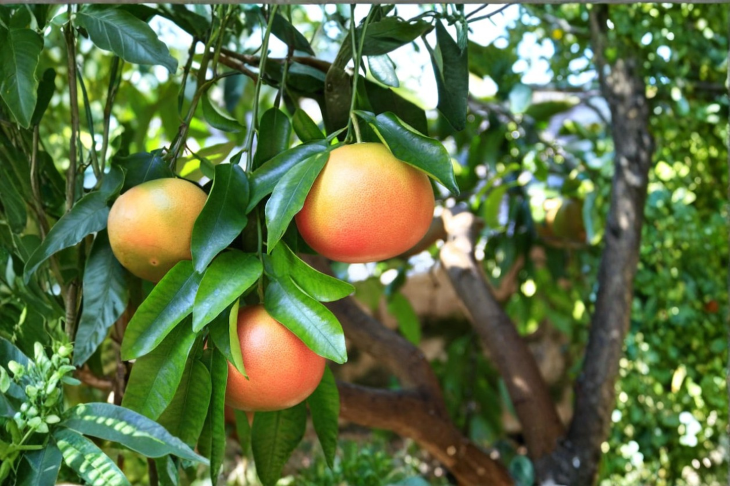 Rio Red Grapefruit Tree Live Citrus Plant Fruiting Age Sweet Seedless Grapefruit Rare Variety Ready to Plant Tree Only