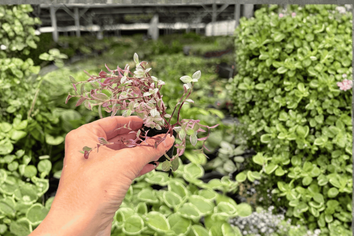 Tradescantia Pink Panther 2 Exact Starter Live Plants – Plug