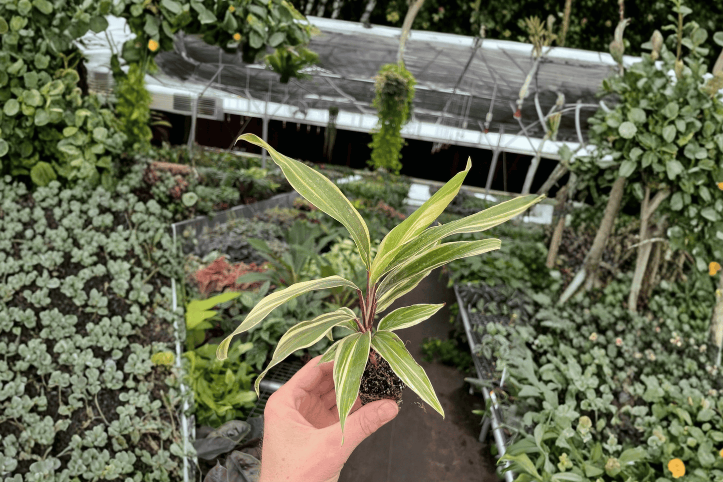 2 Cordyline 'Chocolate Queen' Starter Plants – Bare Root – Cordyline fruticosa 'Chocolate Queen'