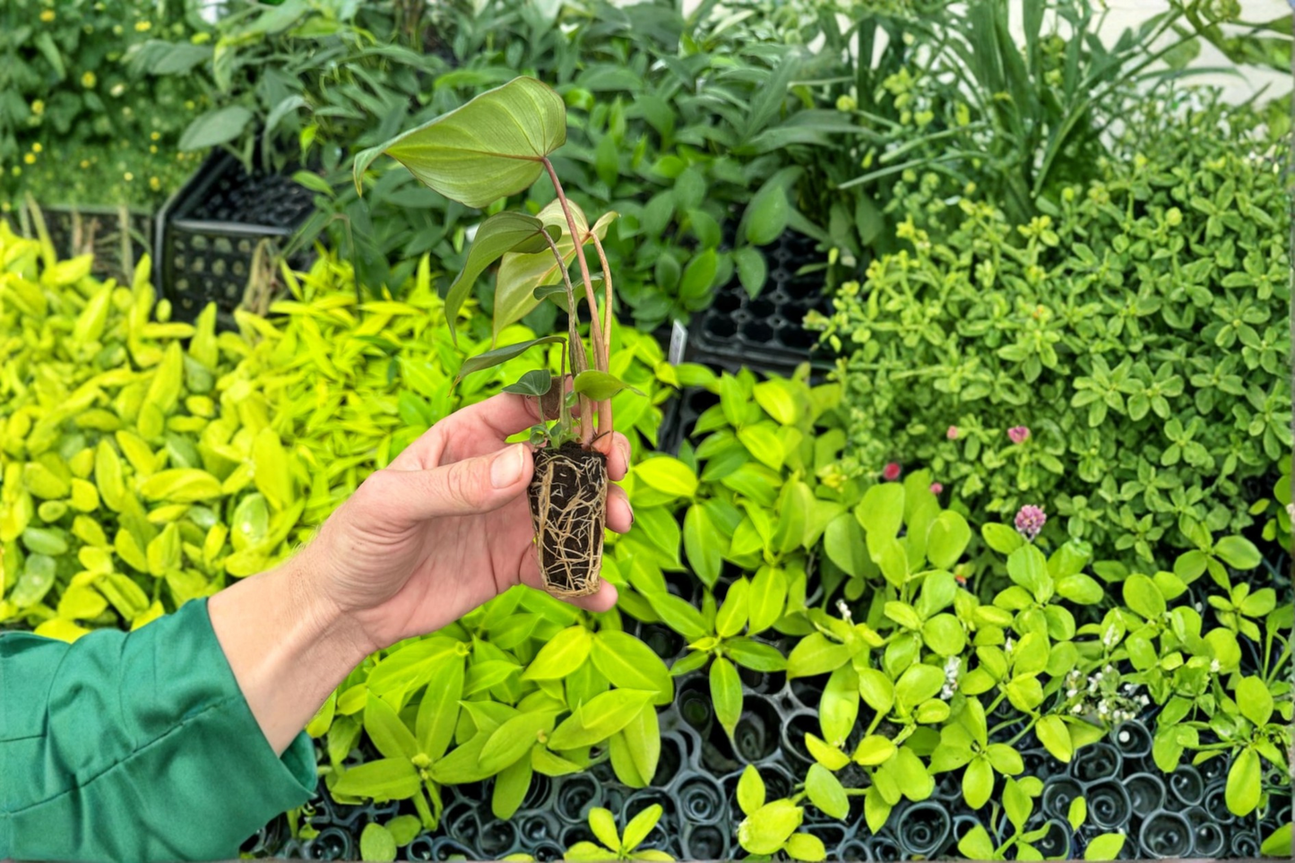 2 Philodendron Gloriosum 'Dark Form' Live Starter Plants – Bare Root with Soil Pod