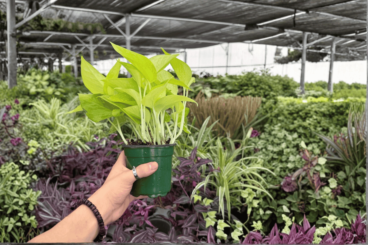 Neon Pothos 2 Exact Live Plants – 4-Inch Pots – Epipremnum aureum ‘Neon’