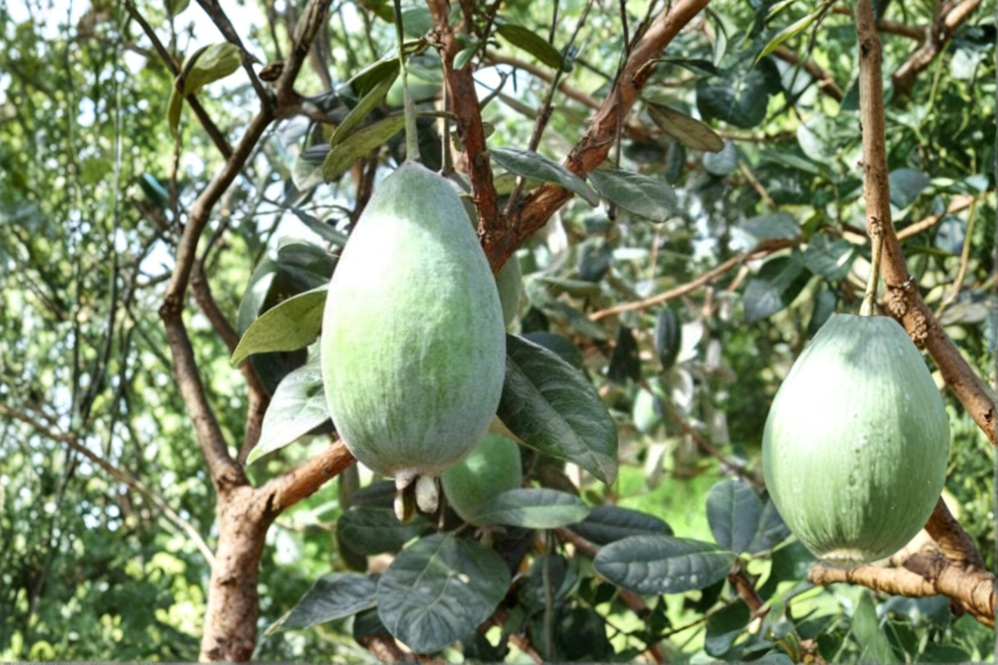 Takaka Pineapple Guava Grafted Live Plant 1 Gallon Pot Acca sellowiana Feijoa Fruit Shrub Edible Garden Tree