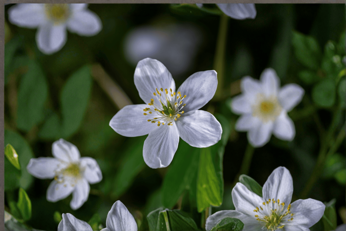 Wild Swan Windflower 1 Live Plant – 4-Inch Pot – Anemone ‘Wild Swan’
