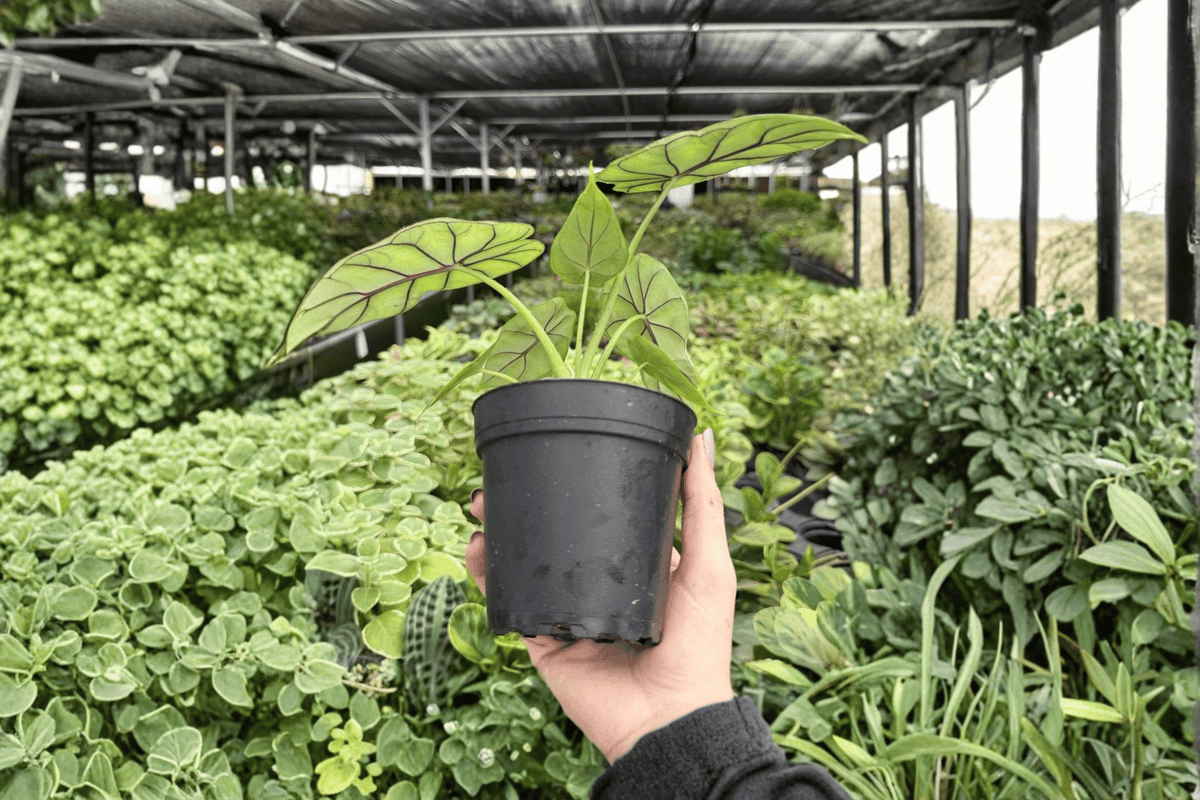 Alocasia Dragon Scale 2 Exact Live Plants – 4-Inch Pots – Alocasia baginda ‘Dragon Scale’