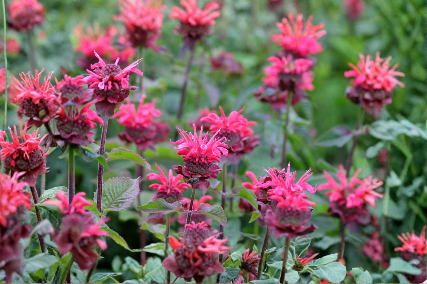 Monarda Bee You Bee Merry Live Plants 3 Rooted Starters 1 Qt Pots Beebalm Red Blooms Perennial Pollinator Garden