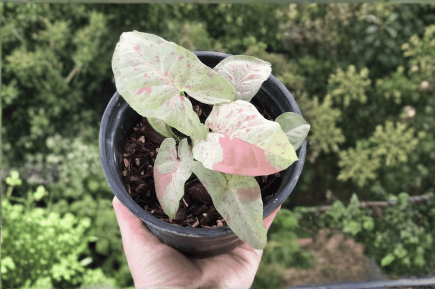 Milk Confetti Arrowhead Vine 1 Live Plant – 1-Gallon Pot – Syngonium podophyllum ‘Milk Confetti’