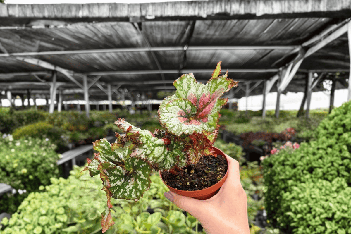 Begonia Harmony’s Confetti – 2 Exact Live Plants, 4-Inch Size – Begonia ‘Harmony’s Confetti’