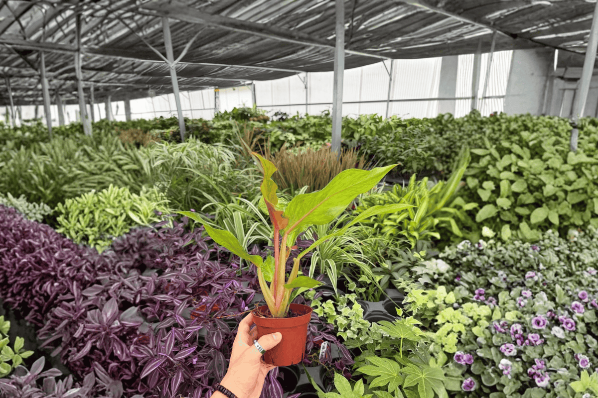 Philodendron Orange Marmalade 2 Exact Live Plants – 4” Size