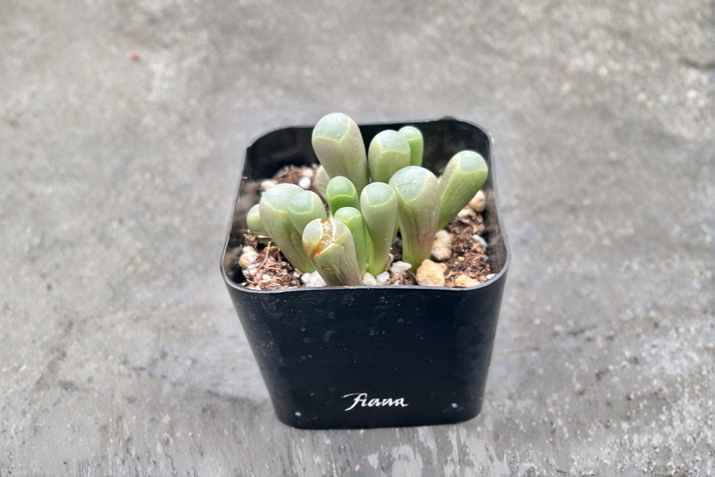 Baby Toes Succulent Live Plant Fenestraria Houseplant Unique Indoor Succulent in 2 Inch Pot Decor Gift