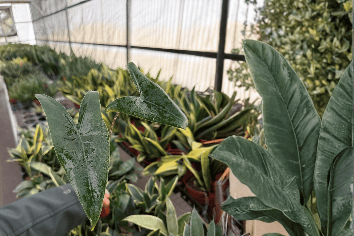 Alocasia Zebrina 2 Live Starter Plants – 2-Inch Pot Format – Alocasia zebrina