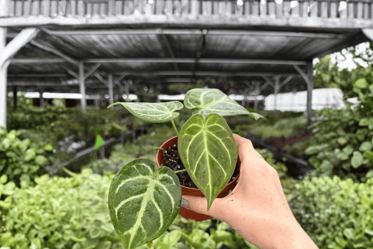 Anthurium Red Crystal × Silver 2 Exact Live Plants – 4-Inch Size Bare Root