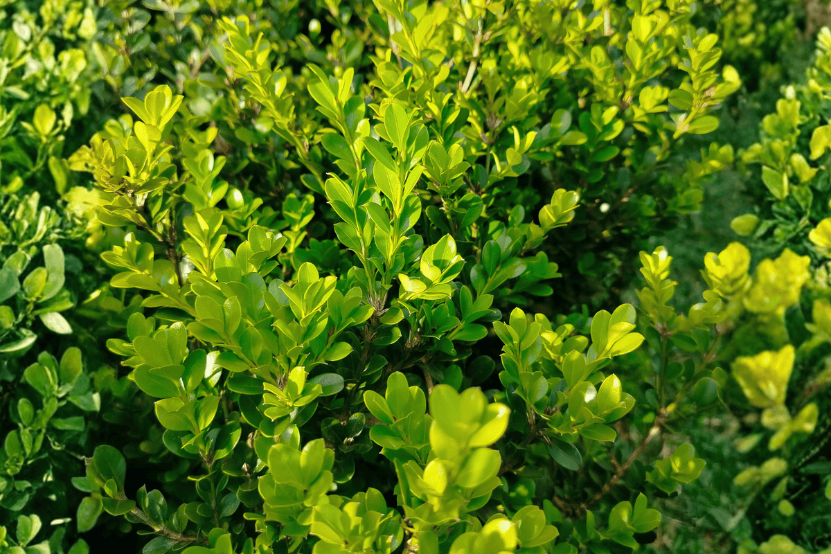 Green Velvet Boxwood 1 Live Evergreen Shrub – Buxus ‘Green Velvet’ – 1 Quart Pot