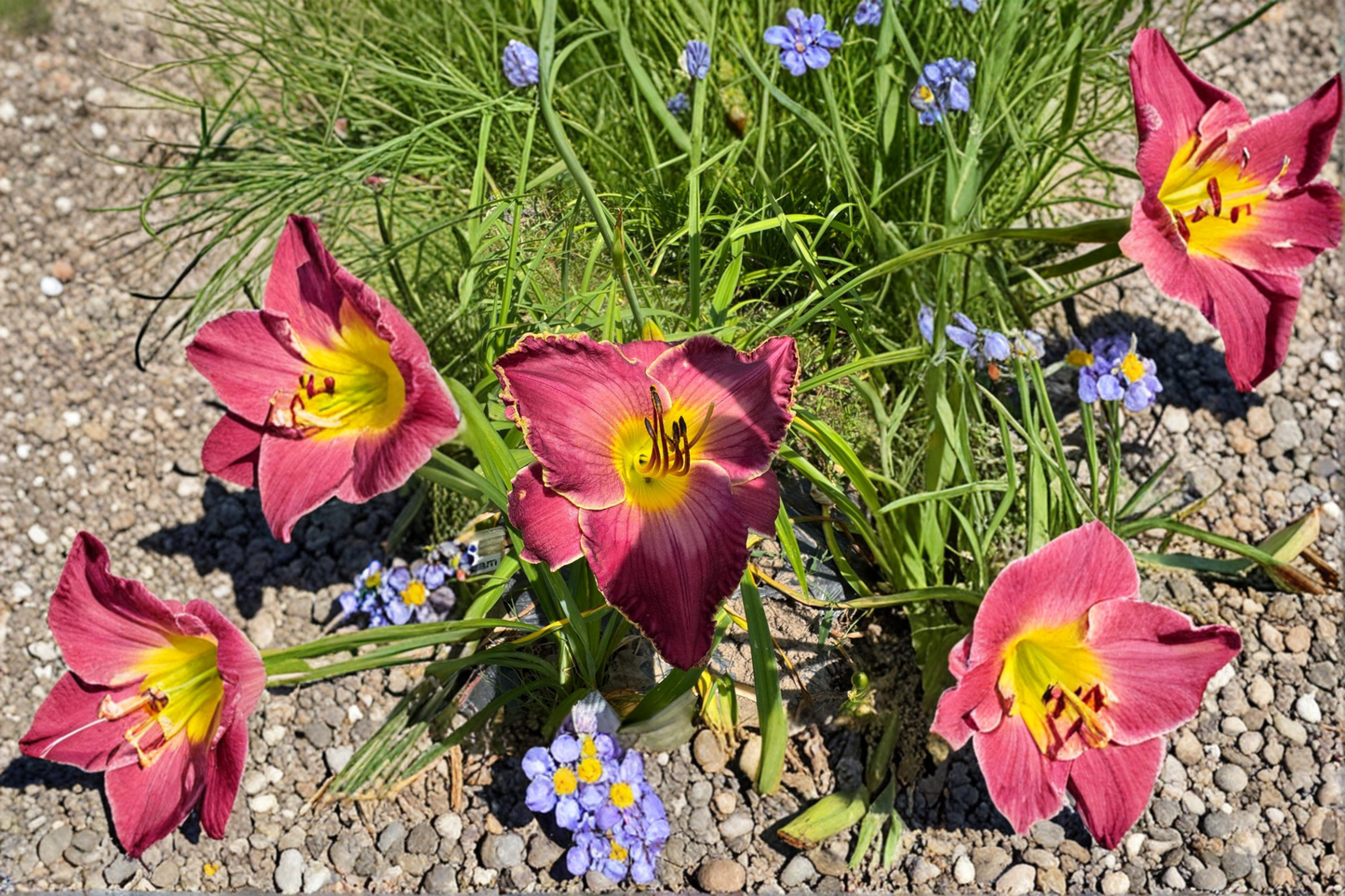 Daylily ‘Exquisitely Subversive’ 3 Bare Root Plants – Pink Purple Hemerocallis Perennial for Summer Garden Flowers