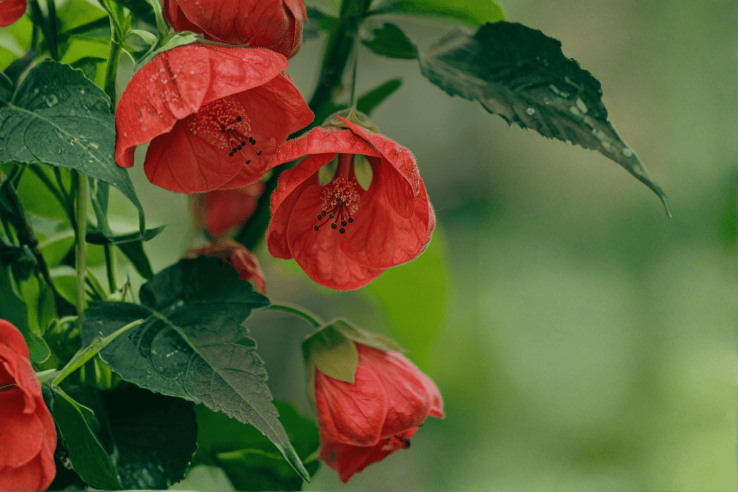 Red Princess Flowering Maple 1 Gallon Live Plant – Abutilon ‘Red Princess’