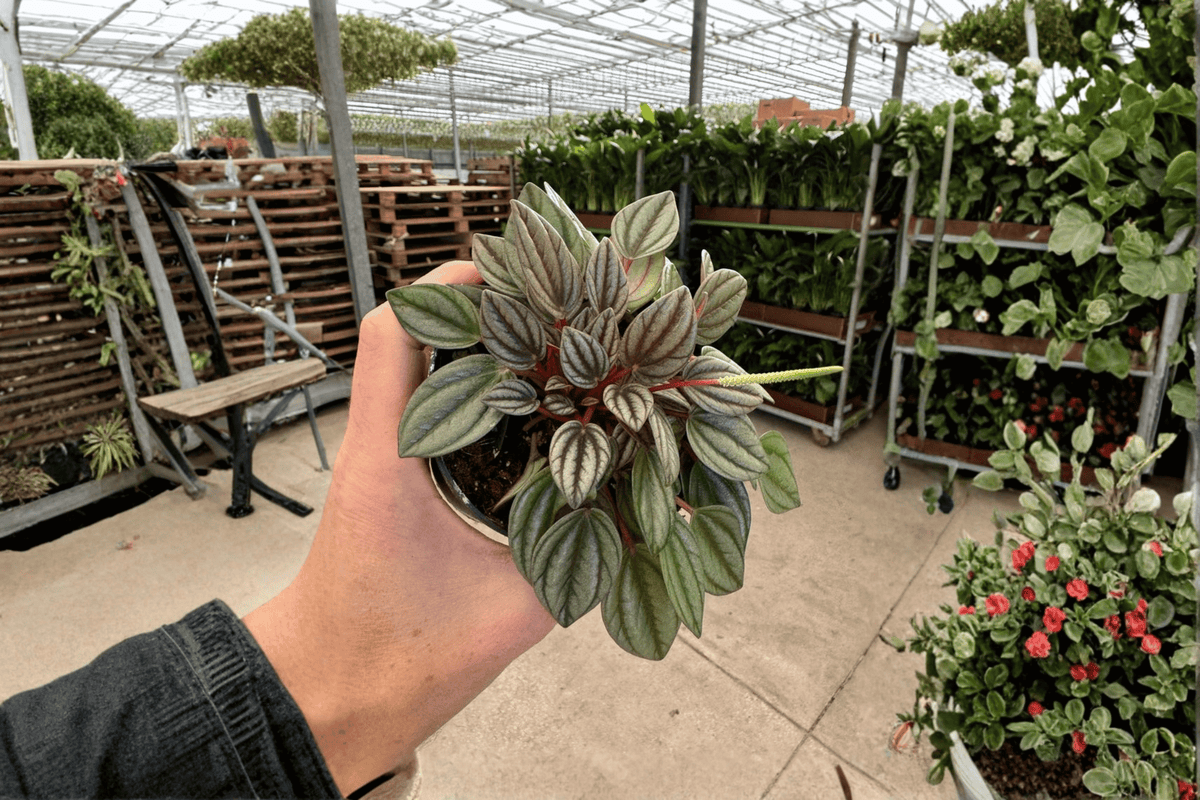 Peperomia San Marino 2 Live Plants – Peperomia ‘San Marino’ 4” Size Bare Root