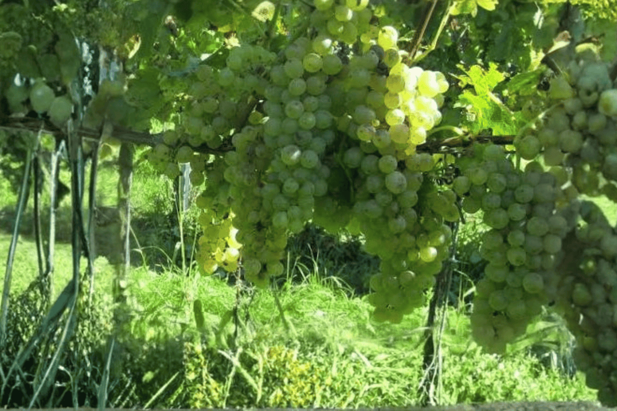 Lakemont Grape 1 Live Seedless Fruit Vine, 1 Gallon Pot – Vitis ‘Lakemont’