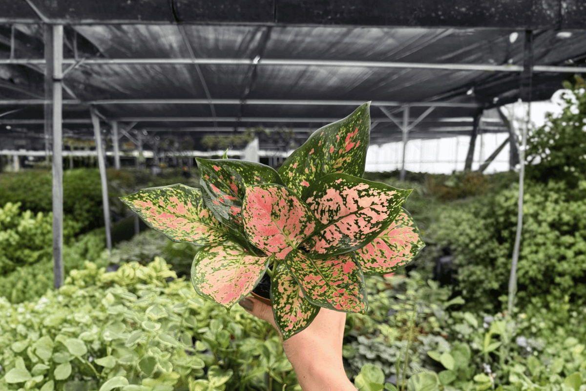 2 Exact Aglaonema Katrina Live Plants – 4” Pot