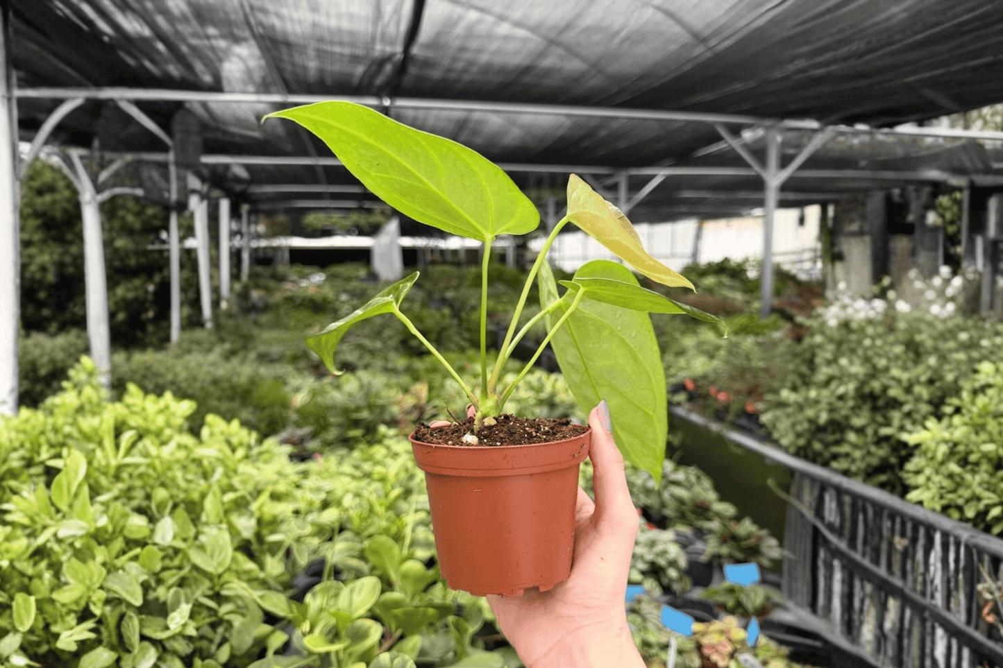 Anthurium Crystal x Papi Golden 2 Exact Live Plants – 4-Inch Pots – Anthurium Hybrid