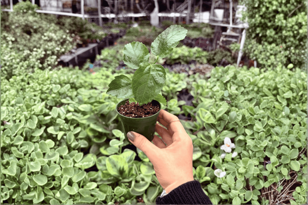 2 Jennie Lynn Hibiscus Starter Plants – Hibiscus rosa-sinensis ‘Jennie Lynn’