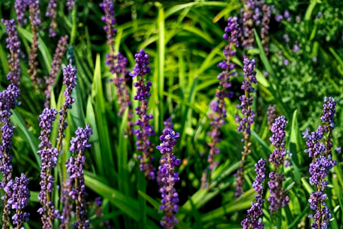 Majestic Lilyturf Live Plant in 2.5-Inch Pot – Liriope muscari Monkey Grass