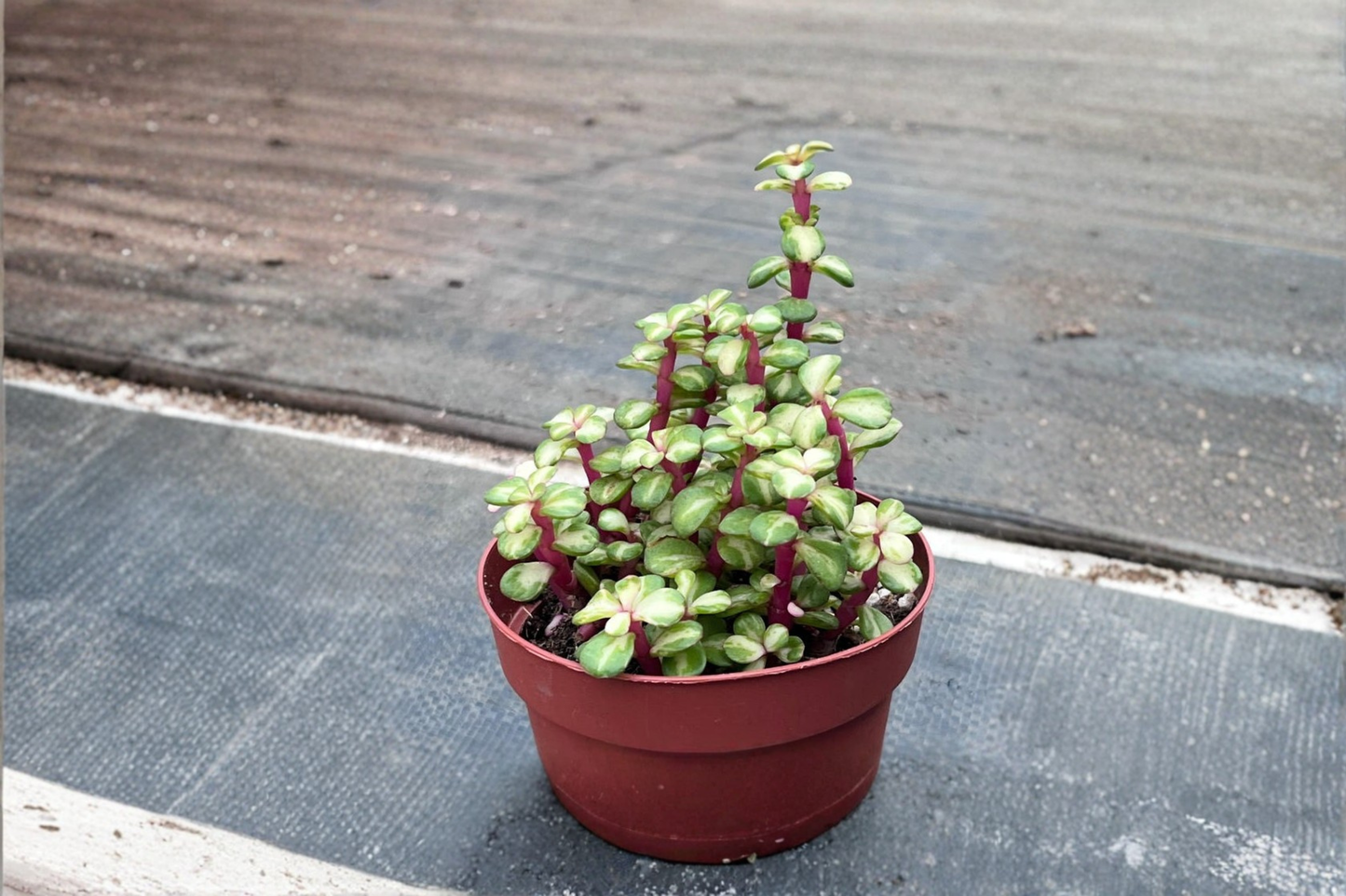 Variegated Elephant Bush Live Plant Portulacaria Afra Pet Safe Succulent Indoor Outdoor Houseplant Gift