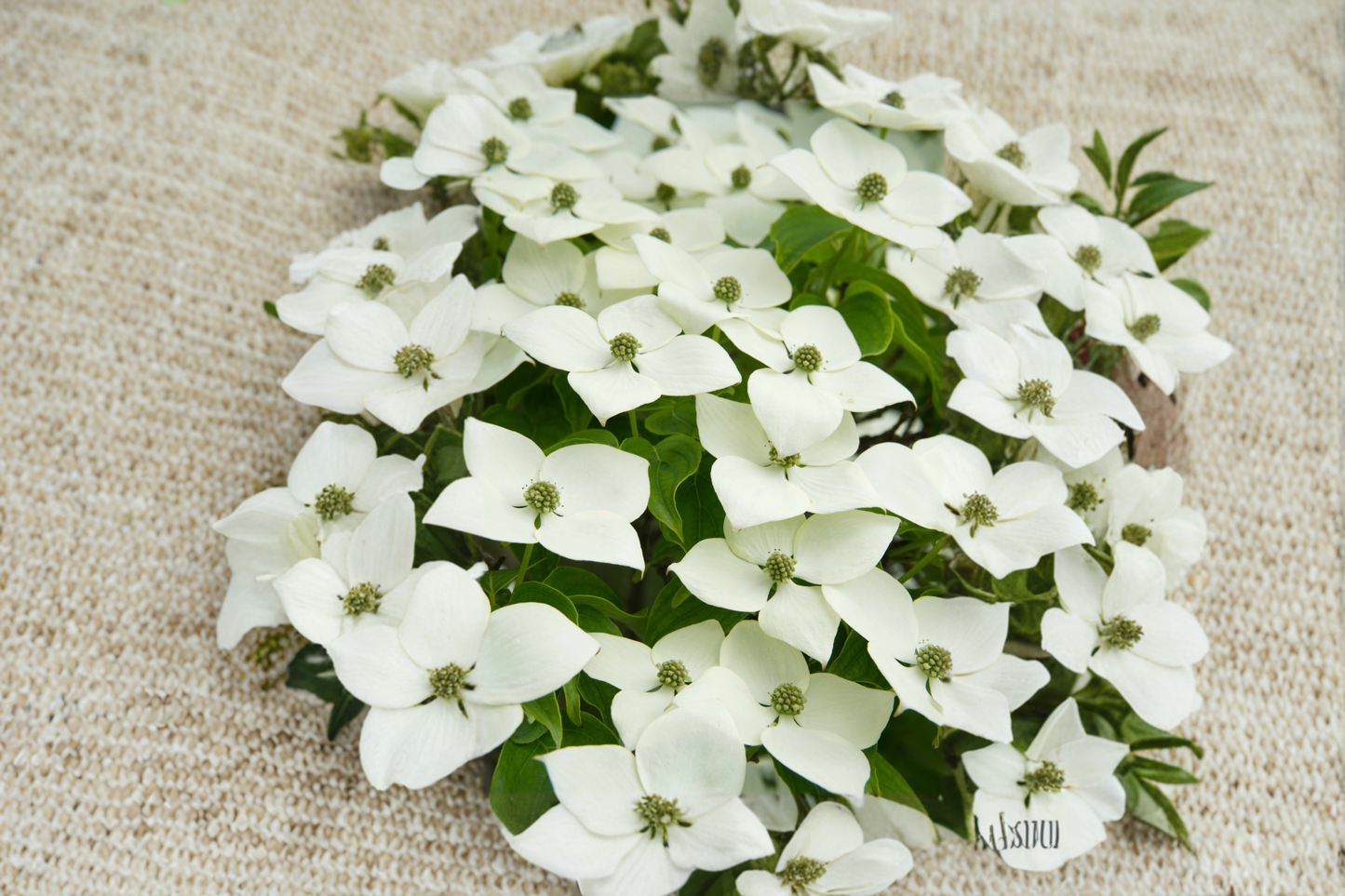 White Kousa Dogwood Tree Live Plant 4-5 Ft Tall in 3 Gallon Pot Cornus Kousa Flowering Ornamental Tree