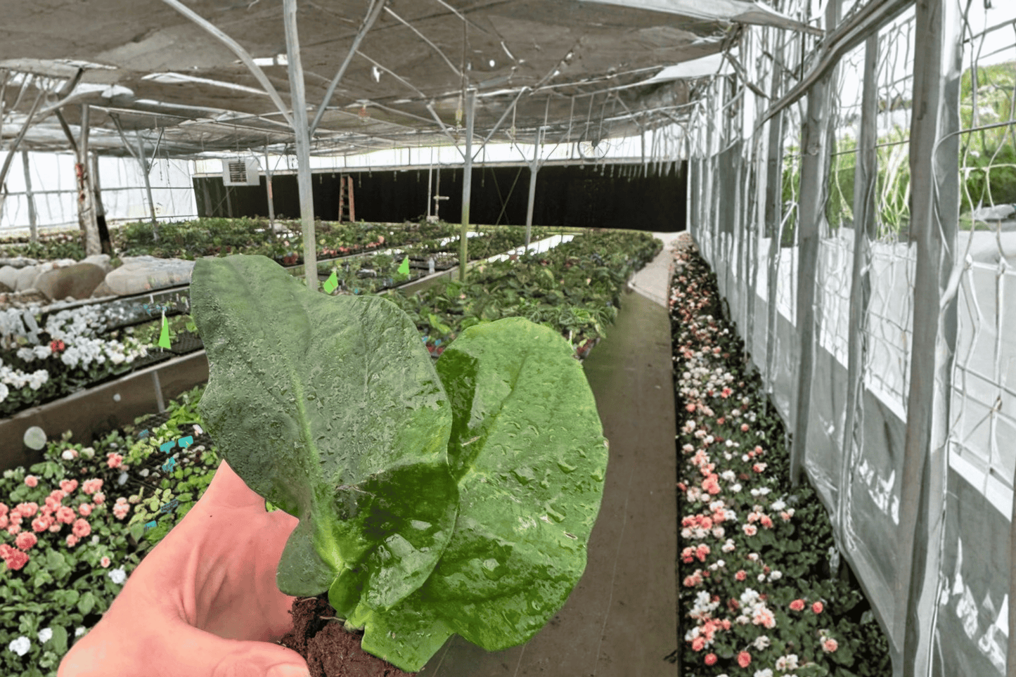 2 Rhaphidophora korthalsii Starter Plants – Rhaphidophora korthalsii Live Plants