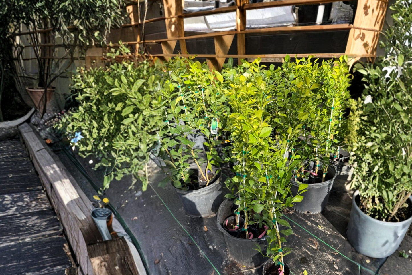 Red Finger Lime Tree KB-8 Grafted 2 ft Tall – Citrus australasica Live Plant for Patio Garden (No Ship to CA)