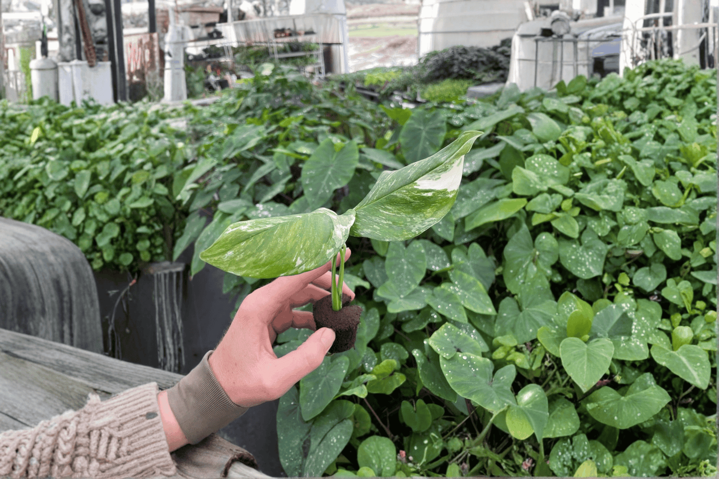 2 Variegated Monstera lechleriana Starter Plants – Monstera lechleriana Variegata Bare Root
