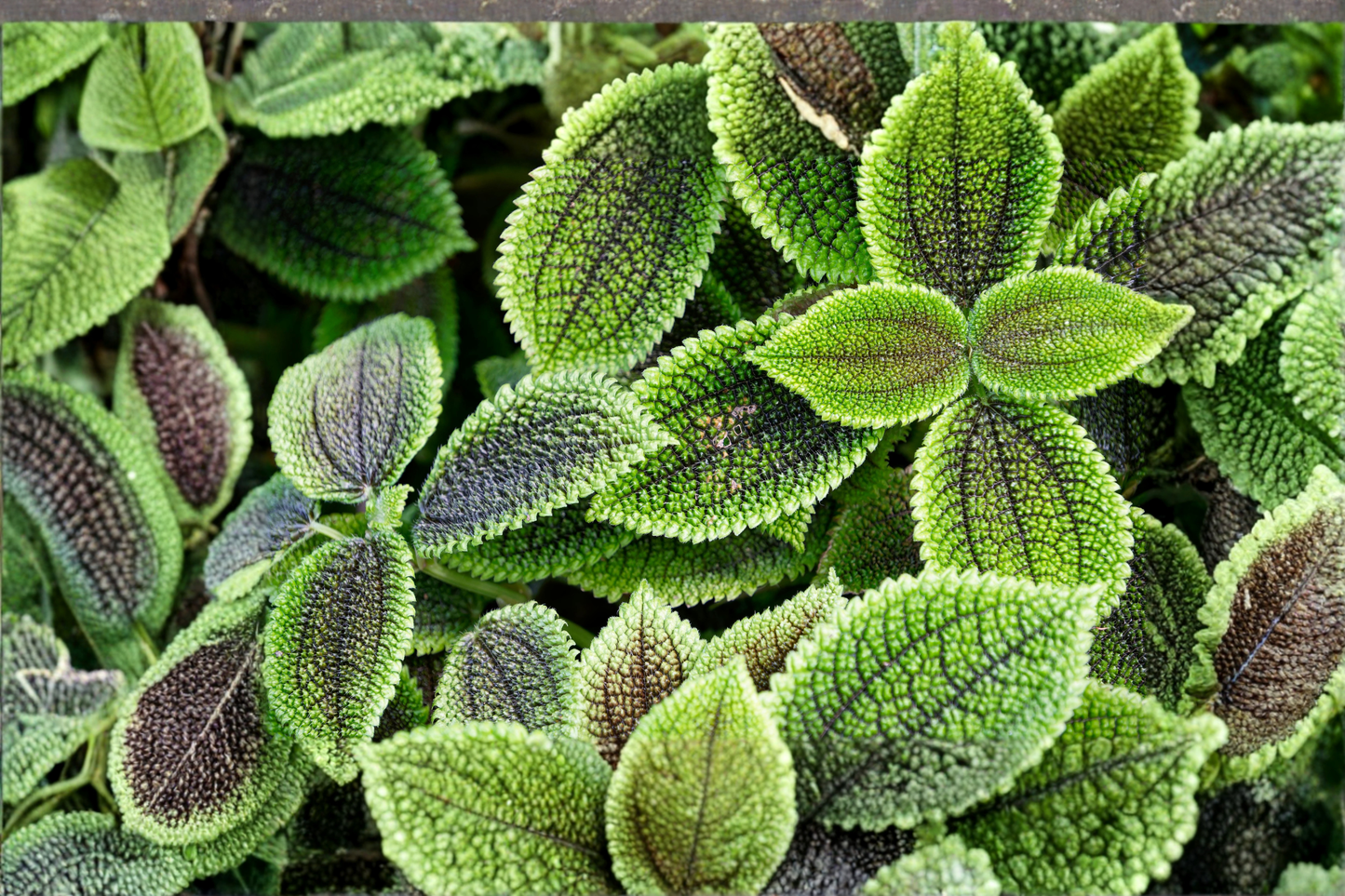 Moon Valley Friendship Plant Live Pilea mollis Houseplant Textured Foliage Plant in 2.5 Inch Pot Indoor Plant