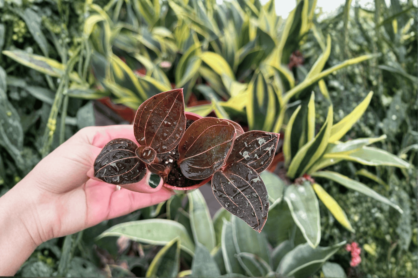2 Ludochilus 'Sea Turtle' Jewel Orchid Starter Plants Bare Root – Ludochilus 'Sea Turtle'