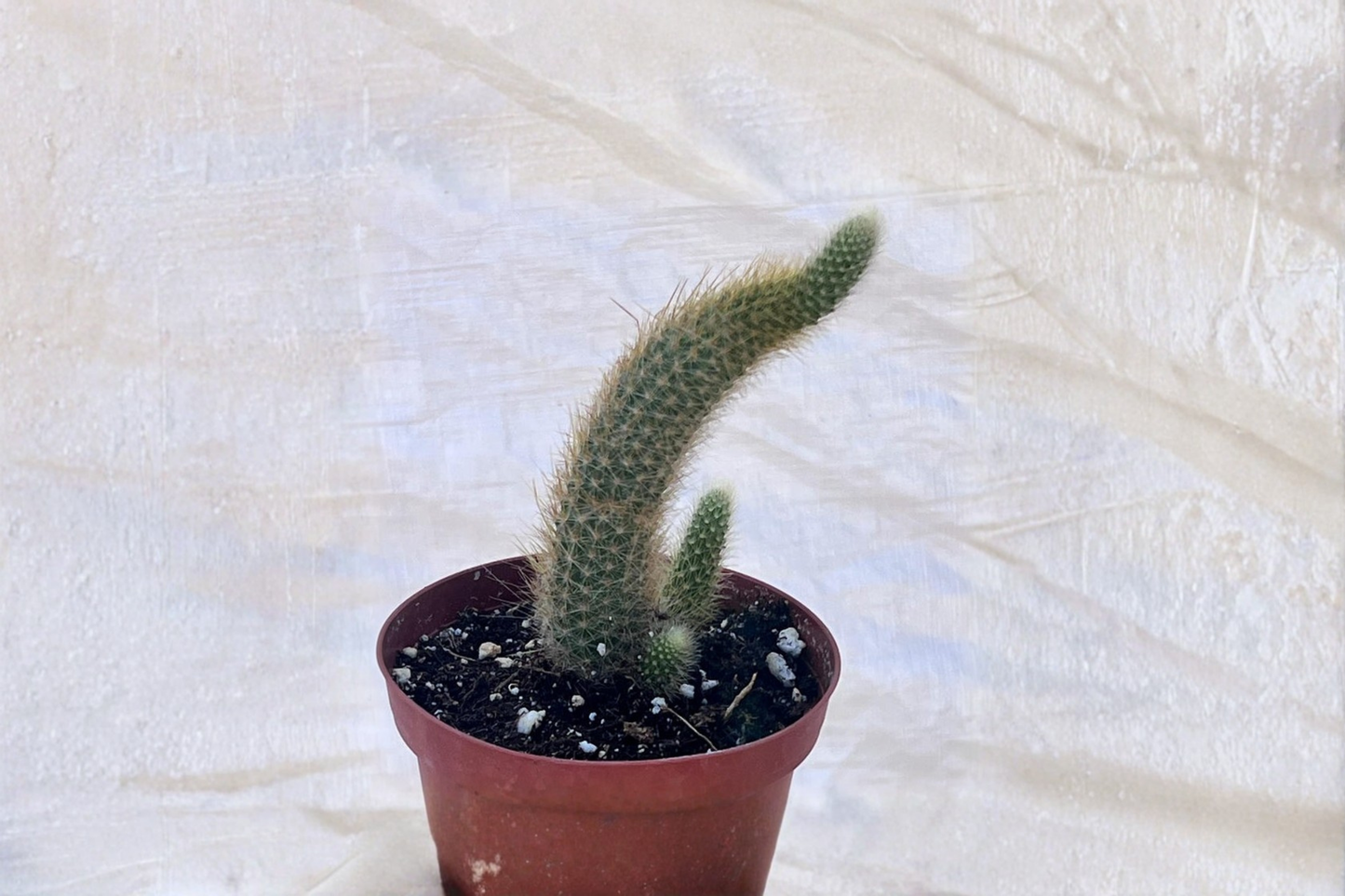 Monkey Tail Cactus Live Plant Fuzzy Trailing Cactus in 4 Inch Pot Indoor Outdoor Succulent Houseplant Gift Decor