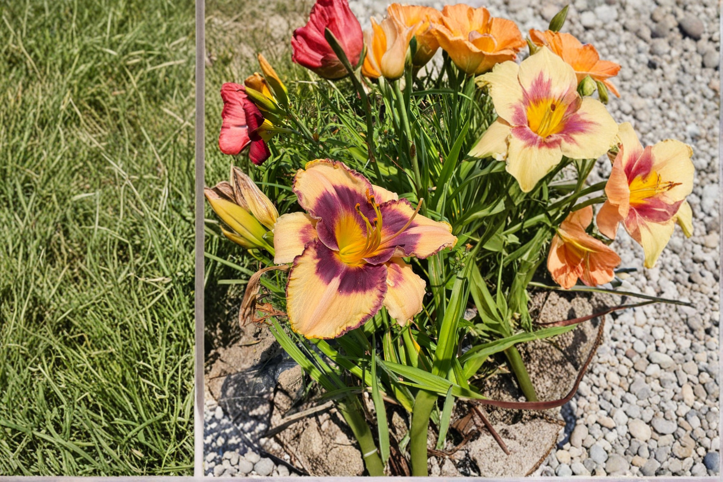 Daylily ‘Moon Music’ 3 Bare Root Plants – Yellow Hemerocallis Perennial for Summer Garden Flowers