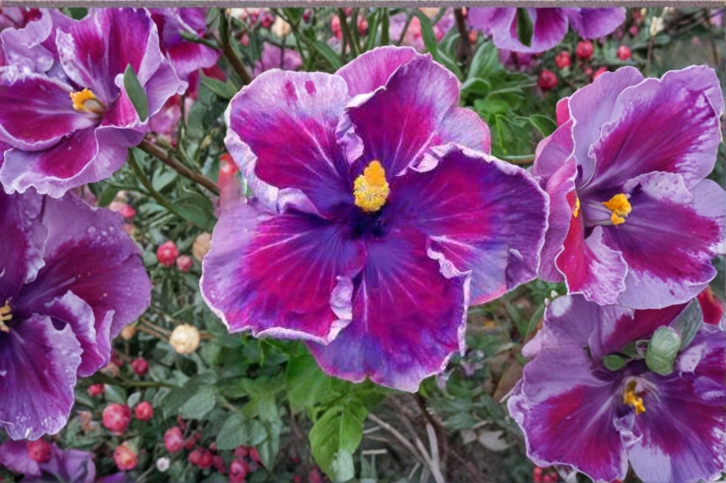 Dark Purple Giant Hibiscus Seeds Rare Exotic Flower Seeds for Planting Tropical Garden Variety Pack of 6 Seeds