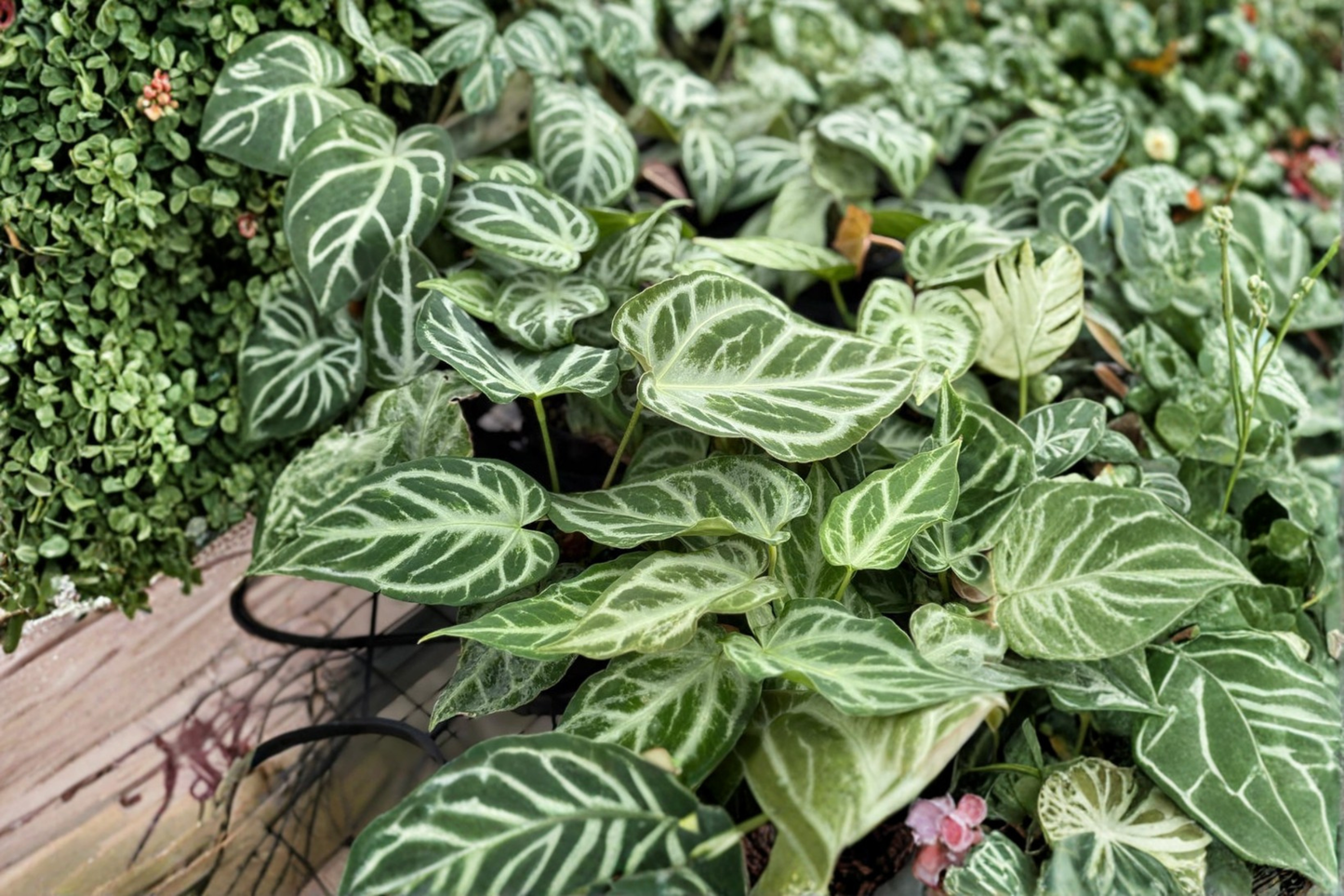 Anthurium Silver Blush Mint Live Plant Rare Green Anthurium in 4 Inch Pot