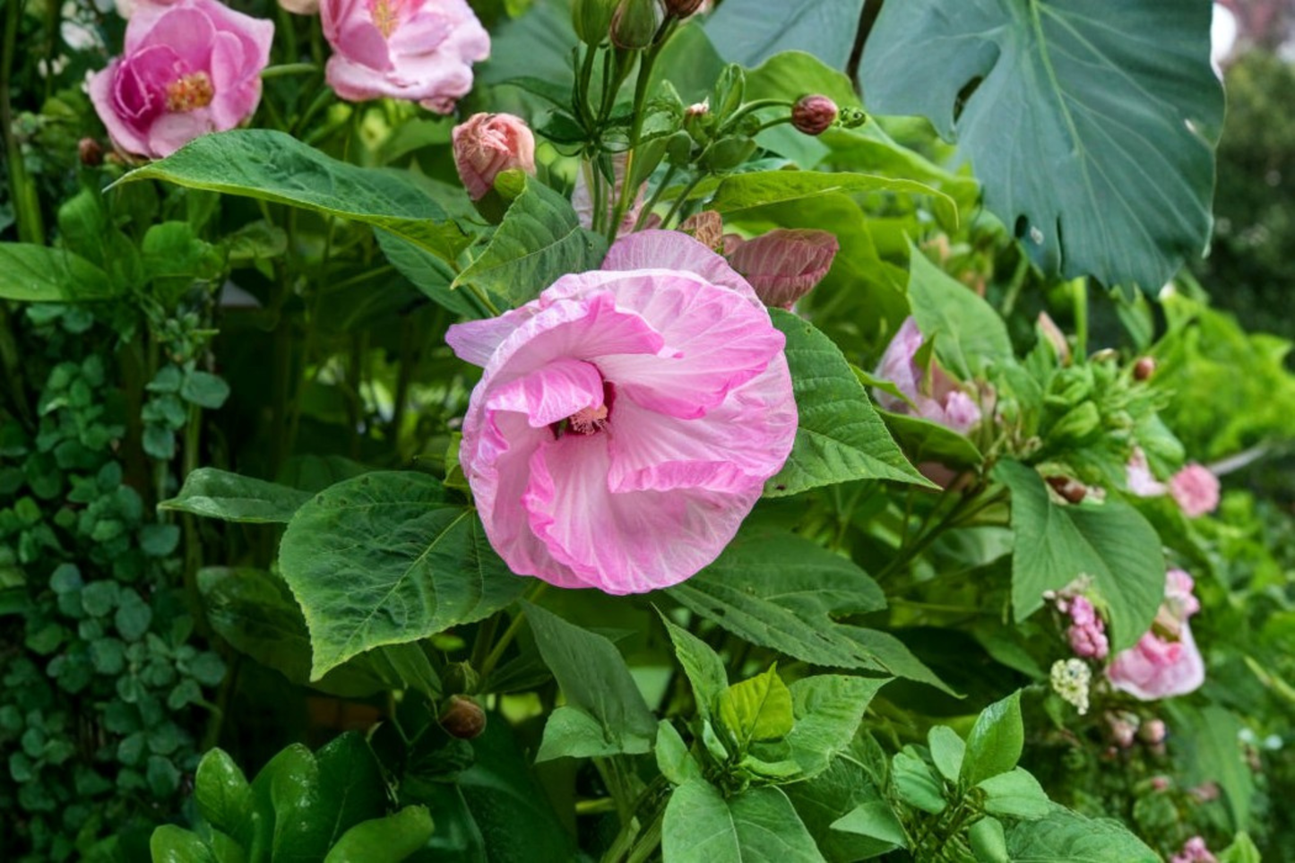 Ballet Slippers Rose Mallow Live Plants 3 Rooted Starters in 1 Qt Pots Pink Hibiscus Perennial Flower Plant
