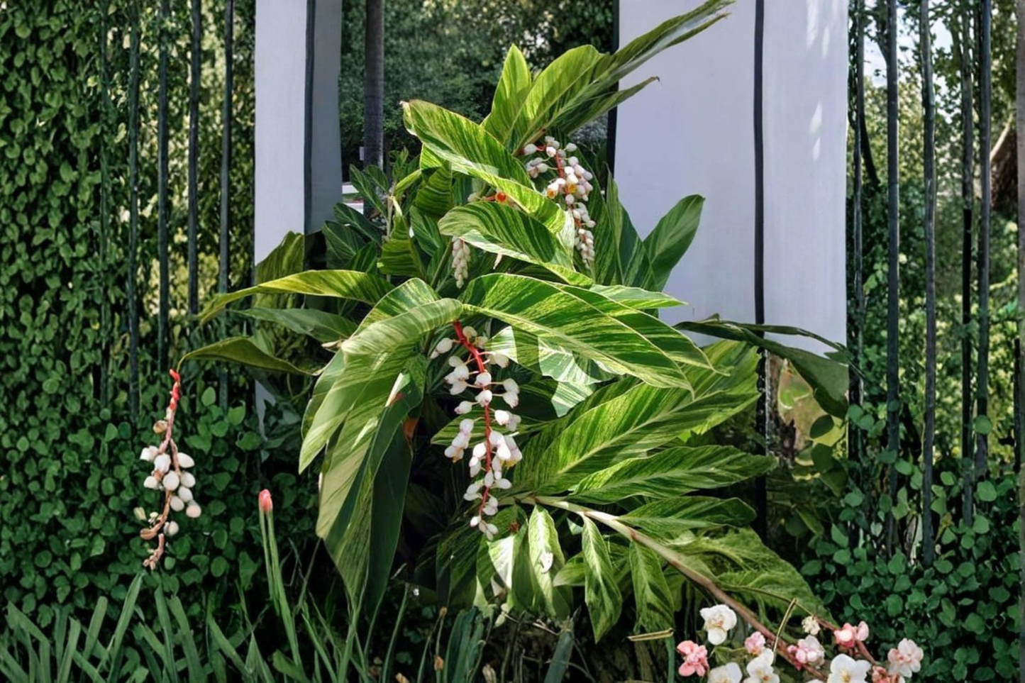 Ginger Cardamom Live Plant in 2.5-Inch Pot – Alpinia nutans (Shellflower)