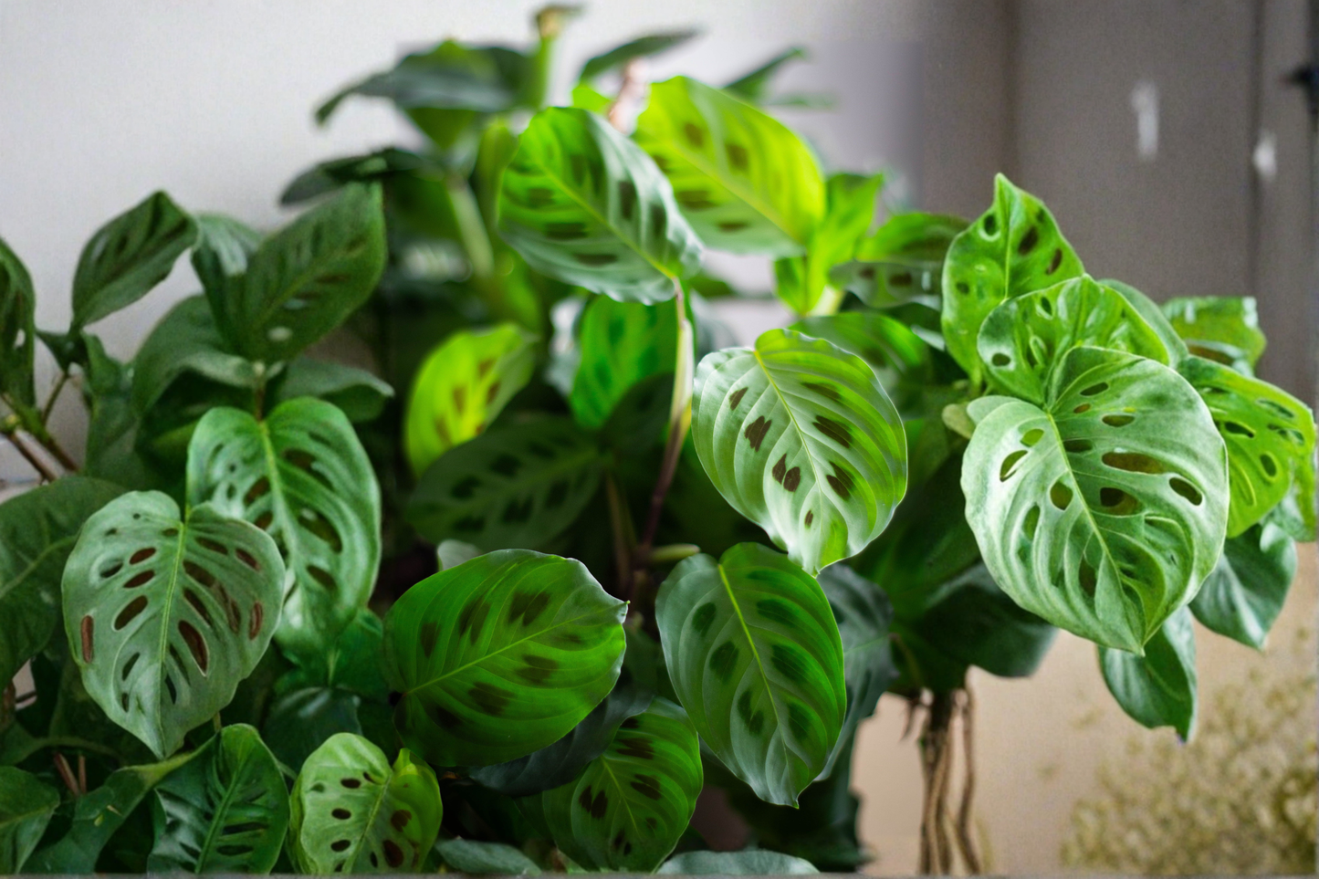 Prayer Plant Live Houseplant – 4 Inch Pot – Maranta leuconeura